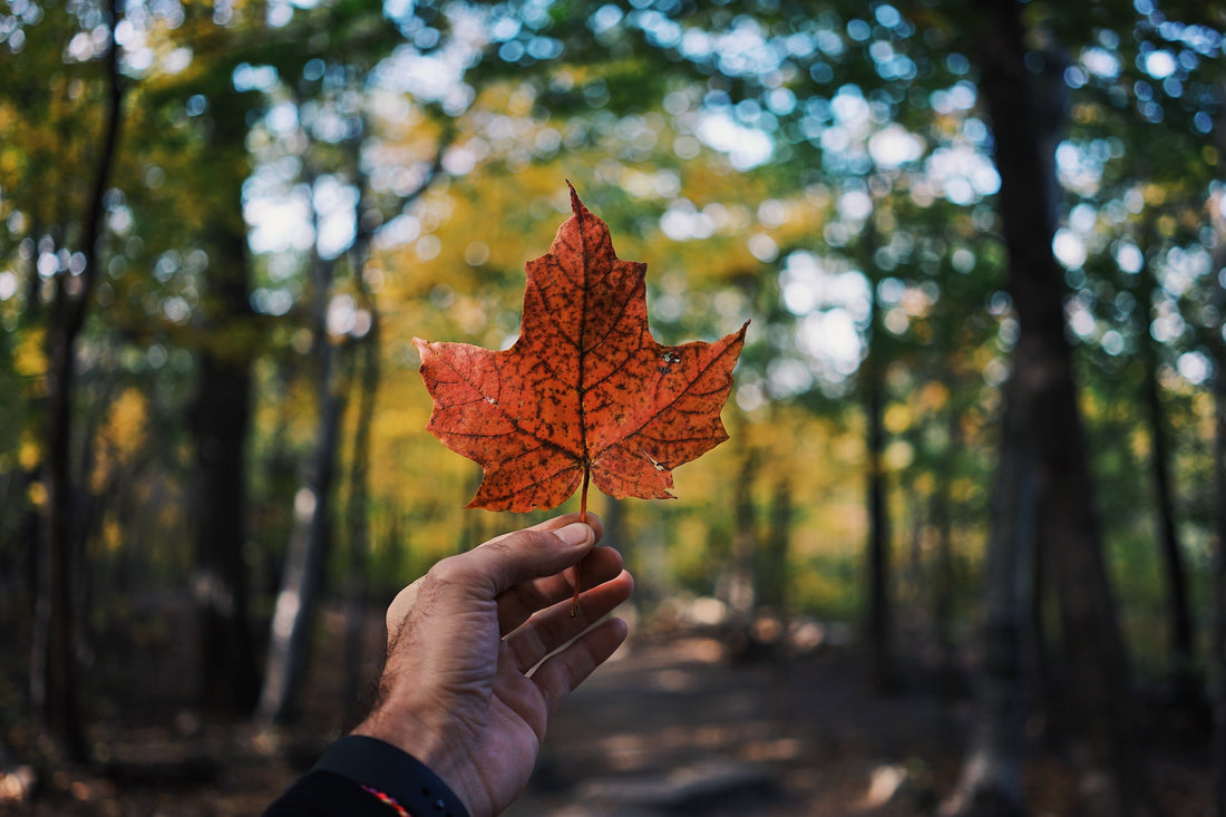 List of Articles about Canada in LingoNomad